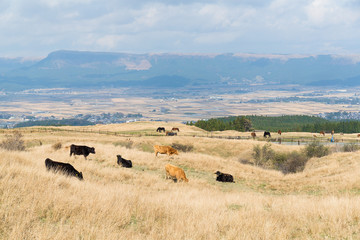 Fototapeta na wymiar Cows herd