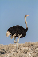 Common ostrich (Struthio camelus), Etosha National Park, Namibia