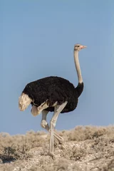 Peel and stick wall murals Ostrich Common ostrich (Struthio camelus), Etosha National Park, Namibia