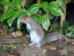 Close up of a Grey Squirrel looking for food