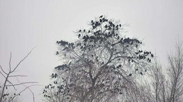 birds sitting on a tree, a flock bird of crows