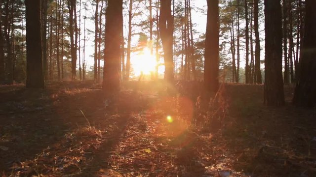 Young woman doing kick box exercise, expressing aggression. Fighting alone in serene forest at sunset.