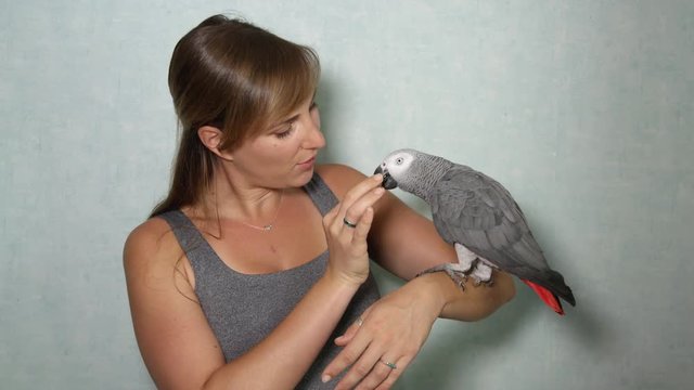 CLOSE UP: Portrait of African grey parrot sitting on owner's hand and waving
