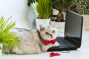 Big tired solid cat in the red bow tie distracted from the computer screen and very attentively looking at us