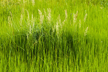 Thick high green grass, background.