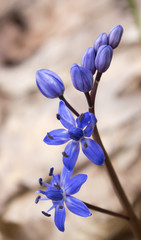 squill, blue flower, close-up on the forest