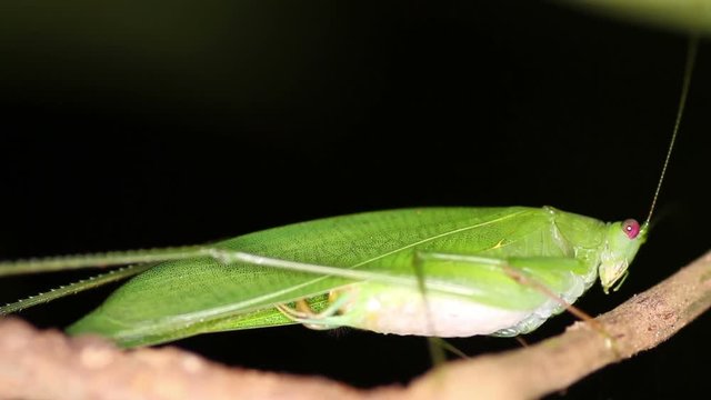 tropical green grasshopper Mecopoda night
