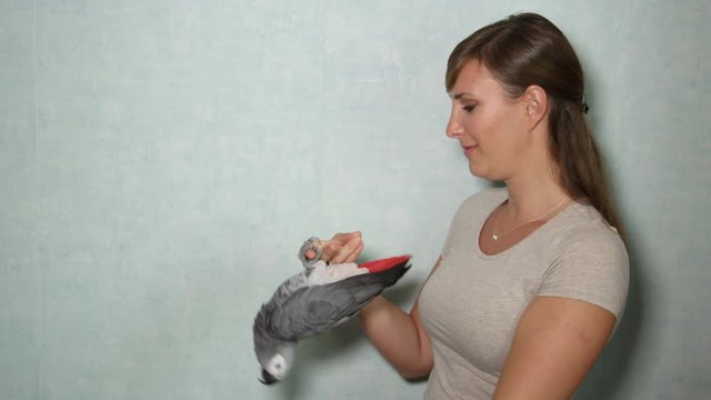 CLOSE UP: African grey parrot playing with girl, pretending being shot and dead
