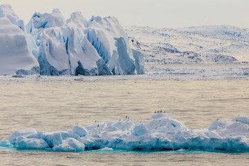 Huge drifting blue icebergs with sitting seagulls at Ilulissat f