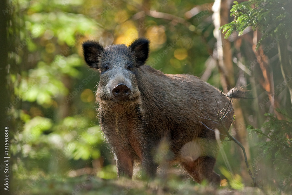 Wall mural wild boar, sus scrofa, czech republic