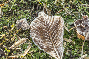 Frozen leaf on a green forest background