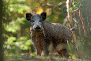 wild boar, sus scrofa, czech republic