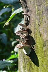 Autumn Fruiting Fungi