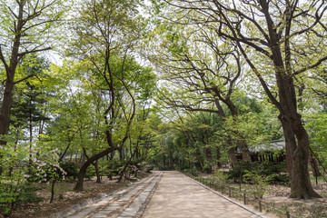 Fototapeta na wymiar Lush and verdant trees and a footpath at the Jongmyo Shrine in Seoul, South Korea, on a sunny day.