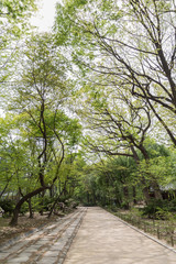 Lush and verdant trees and a footpath at the Jongmyo Shrine in Seoul, South Korea, on a sunny day.