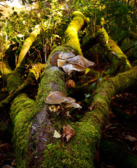 Autumn Fruiting Fungi