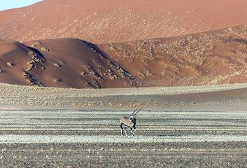 Lonely palm tree on the slope of the Dune 7 in Sossusvlei plato of Namib Naukluft - Namibia, South...
