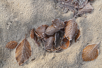 Reif auf Blättern am Strand