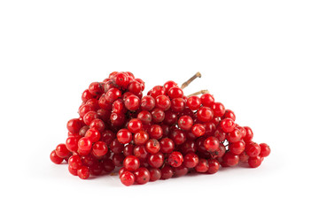 Ripe red viburnum isolated on white background. 