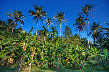 Fototapeta na wymiar Coconut palms in Koh Samui, Thailand, Asia