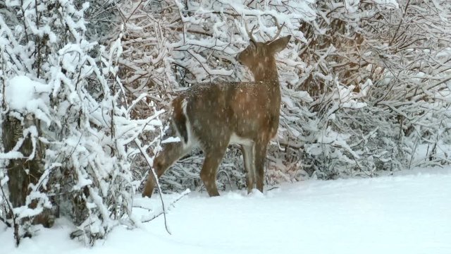 Young deer buck survives in winter blizzard by eating branches.
