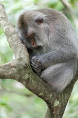 Balinese long-tailed monkey. The Ubud Monkey Forest is a nature reserve and Hindu temple complex in Ubud, Bali, Indonesia. There are about 600 monkeys living in this area. Also called macaque monkeys.
