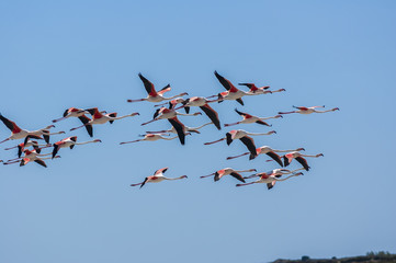 Flamants roses,  Camargue Bouches du Rhone, Salin de Giraud France, PACA 13
