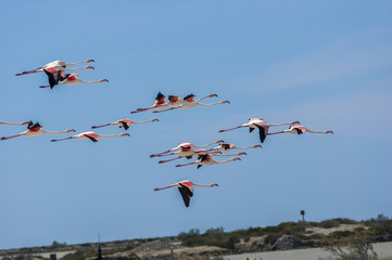 Flamants roses,  Camargue Bouches du Rhone, Salin de Giraud France, PACA 13