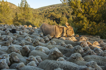 Moutons et Anne en Transhumance
