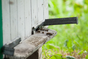 Bees fly near hive