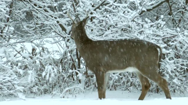 Young deer buck survives in winter blizzard by eating branches.
