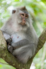 Balinese long-tailed monkey. The Ubud Monkey Forest is a nature reserve and Hindu temple complex in Ubud, Bali, Indonesia. There are about 600 monkeys living in this area. Also called macaque monkeys.