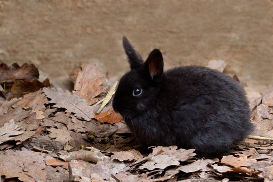 Hase