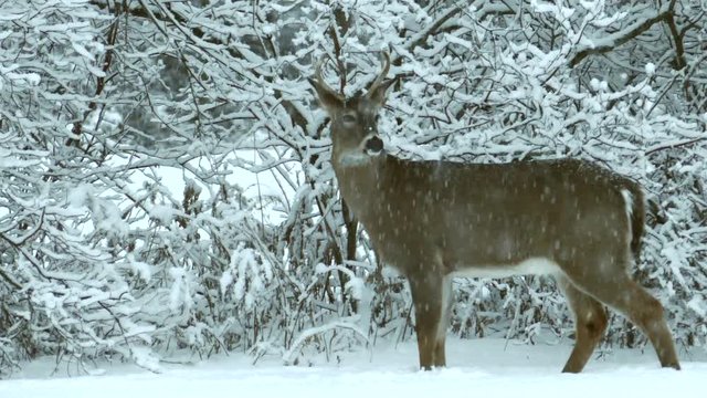 Young deer buck survives in winter blizzard by eating branches.
