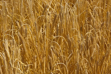 Getreide Ernte Hintergrund