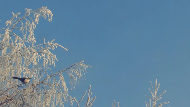 Magpie perched on a snow-covered branch against the blue sky 4