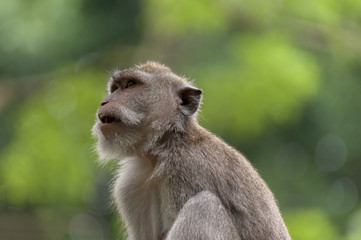 Balinese long-tailed monkey. The Ubud Monkey Forest is a nature reserve and Hindu temple complex in Ubud, Bali, Indonesia. There are about 600 monkeys living in this area. Also called macaque monkeys.