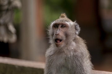 Fototapeta premium Balinese long-tailed monkey. The Ubud Monkey Forest is a nature reserve and Hindu temple complex in Ubud, Bali, Indonesia. There are about 600 monkeys living in this area. Also called macaque monkeys.