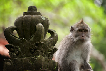 Balinese long-tailed monkey. The Ubud Monkey Forest is a nature reserve and Hindu temple complex in...