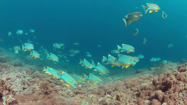 Sailfin and Blubberlip Snapper on a colorful coral reef. 4k footage
