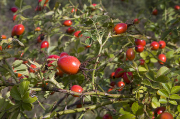 Rosa canina fruit
