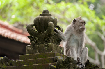 Balinese long-tailed monkey. The Ubud Monkey Forest is a nature reserve and Hindu temple complex in...