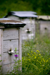 Beehive