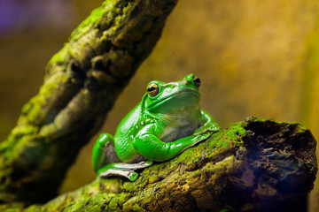 Gazing Australian frog. A very important person - Litoria caerulea. 