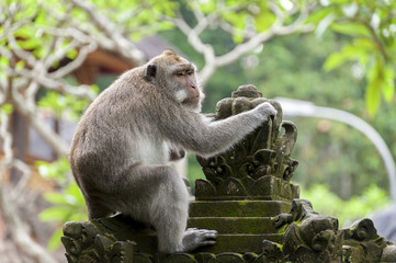 Balinese long-tailed monkey. The Ubud Monkey Forest is a nature reserve and Hindu temple complex in...