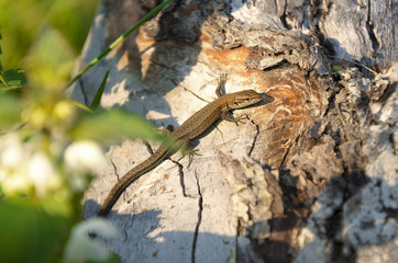a lizard basks in the sun