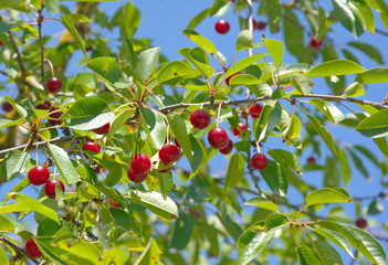 Sauerkirschen Obstbaum