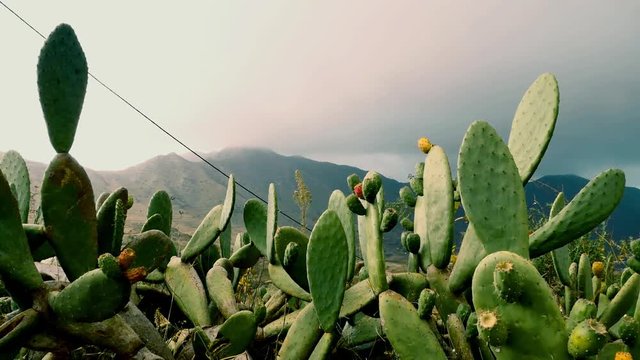 cactus facing dark clouds, Tenerife, canary islands