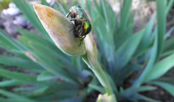 Chaber on the button of iris