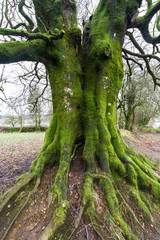 Lichen moss on old tree